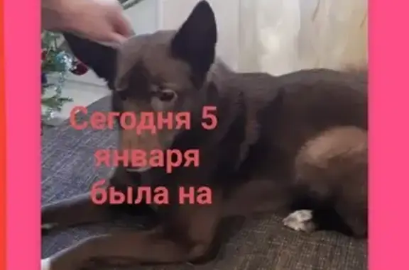 Найдена собака на Суворова 34, Каменск-Уральский