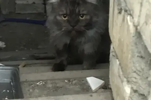 Кошка в подвале, 45-я Параллель, Ставрополь