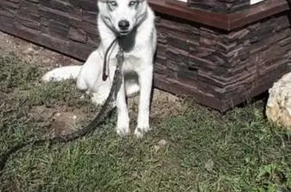 Пропала собака в Измалковском