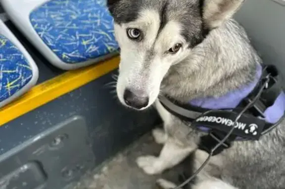 Найдена собака, Санкт-Петербург, фото: Найдена собака: Коммуны, 59А, СПб