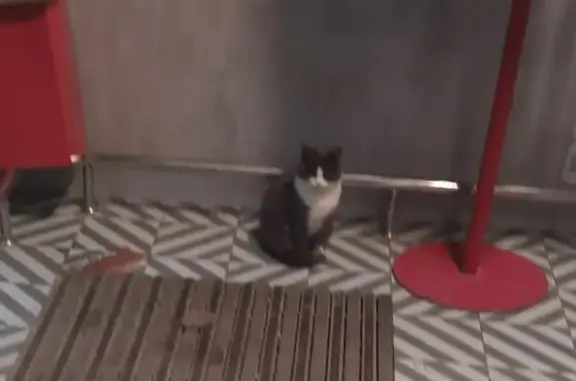 Котик ждёт хозяина: Токарева, 78