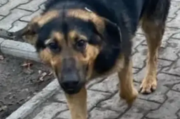 Найдена собака около вокзала Придача
