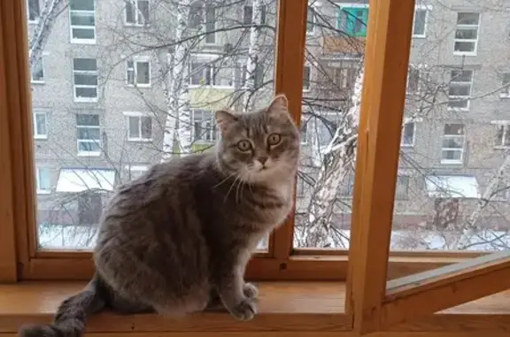 Пропала кошка: Щорса, 5, Томск