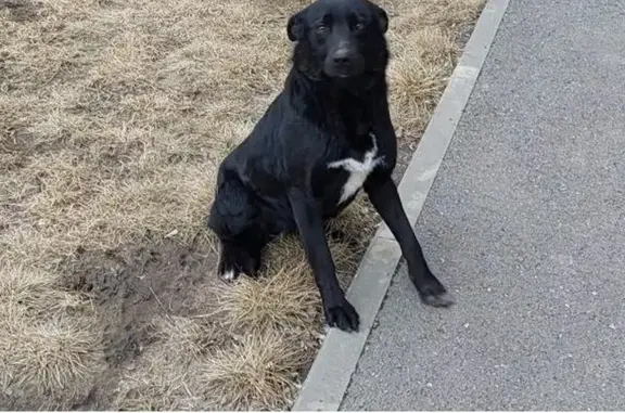 Пропала собака в Ангарском районе