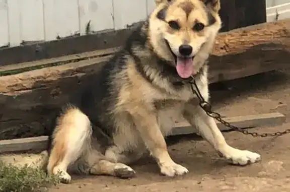 Собаки потеряшки, Альгешево, фото: Потеряшка собака: Казанская ул., 16