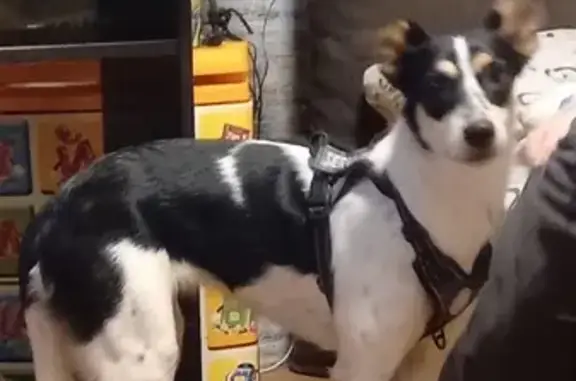 Найденные животные Ростов-на-Дону, фото: Собака найдена у Перекрёстка на Сельмаше