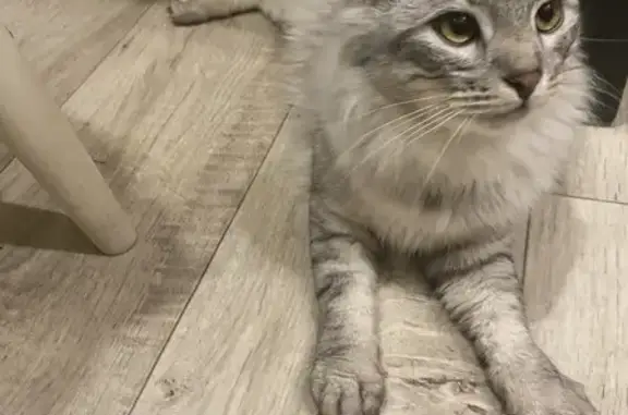 Найден серый кот: Володарского, 66