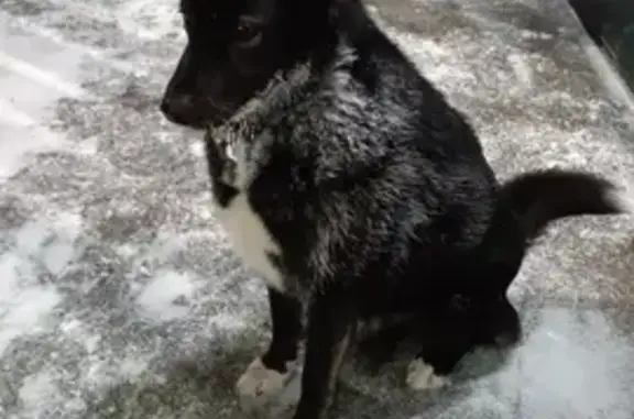 Найдена собака: ул. Воронцова, Тюмень
