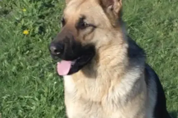 Пропала собака Айка в Булгаково