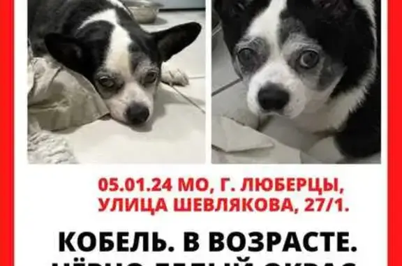 Найдена собака, 3-я Красногорская, Люберцы
