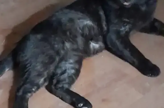 Пропала черная кошка: Тачалова, 144