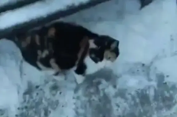 Найдена кошка на Гагарина, 85