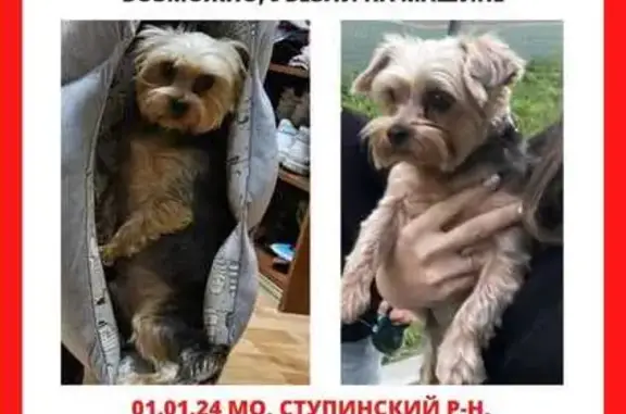 Пропала собака: ул. Победы, МО