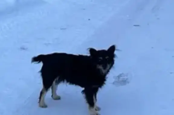 Пропала собака в Донском, Оренбург