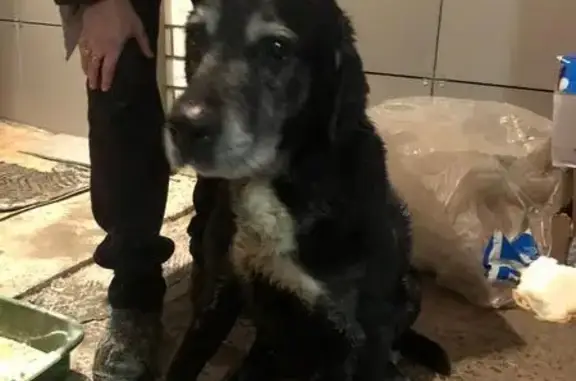Найдена собака, Волгоград