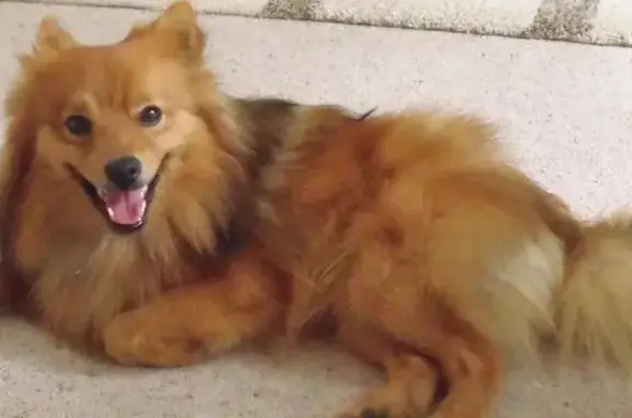 Собаки потеряшки, Нижний Новгород, фото: Потеряшка рыжий пёс: п. Новая стройка, Чаадаева