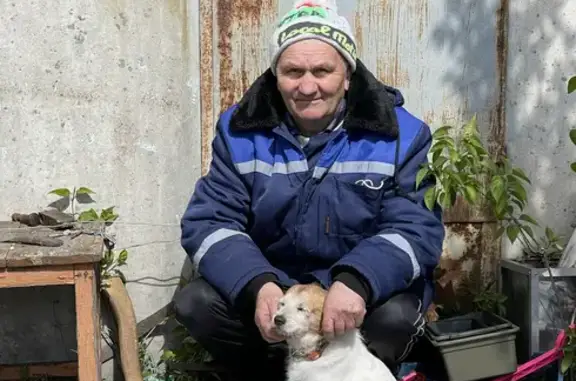 Пропала собака: ул. Димитрова, Ульяновск