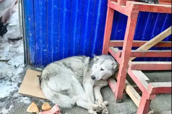 Найдена собака: Свердловская, 53