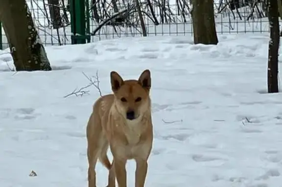 Найдена собака в Звенигороде, Кленовая алл.