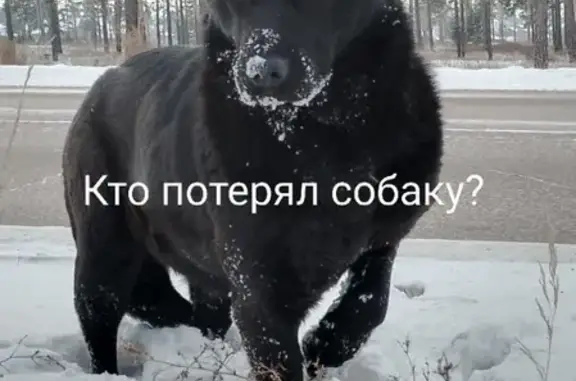 Найдена собака, ул. Ленина, 52, Улан-Удэ