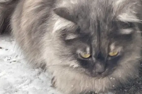 Кошка найдена: Тархова 14Б, Саратов