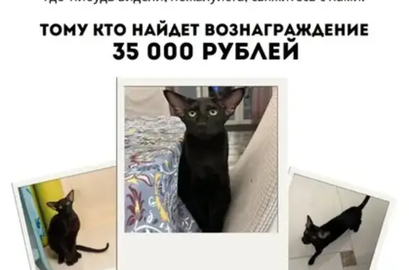 Пропала кошка: Батырская ул., 18, Уфа