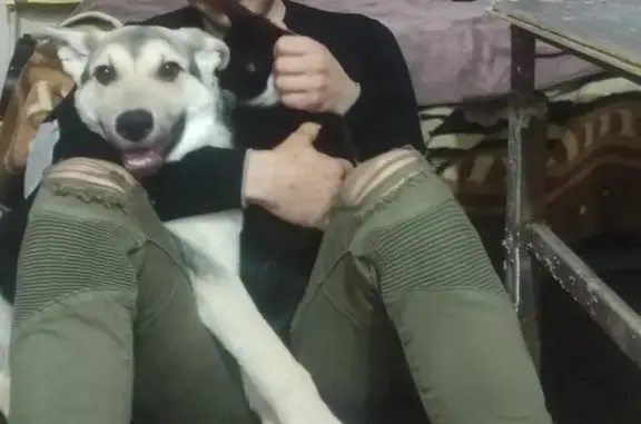 Пропала собака у ЖК Краски, Краснодар