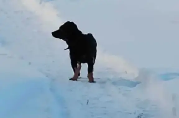 Найдена собака в Большом Верево