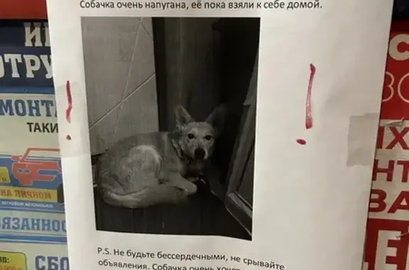 Найдена собака - ул. Перерва, Мск