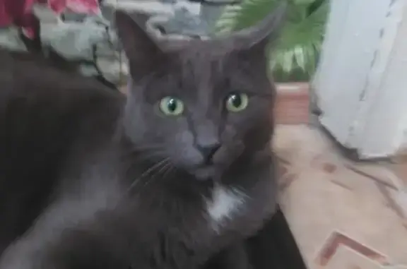 Пропала кошка: Первомайская, 19