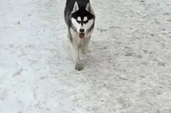 Найден щенок: Герцена, 46, Омск