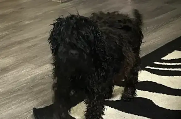 Найдена собака у Госплемстанции-Нечаевки