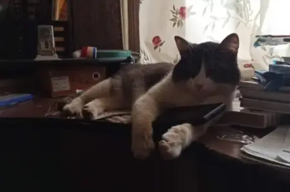 Пропала кошка: Верхняя Дуброва, 16