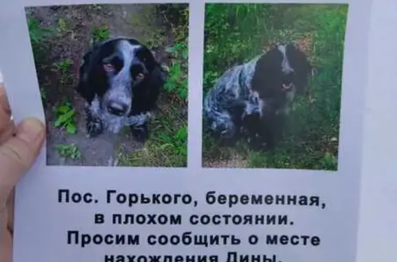 Пропала собака: Воровского, 10, Хабаровск