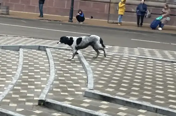 Найдена собака: Московская, Ростов