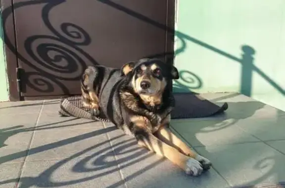 Пропала собака Моника, Апрельская ул.