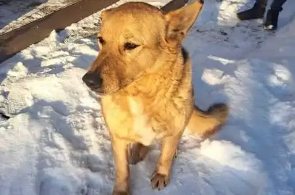 Найдена собака-метис, Мос. область