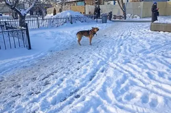 Пёс в шлейке замёрз на Таможенном