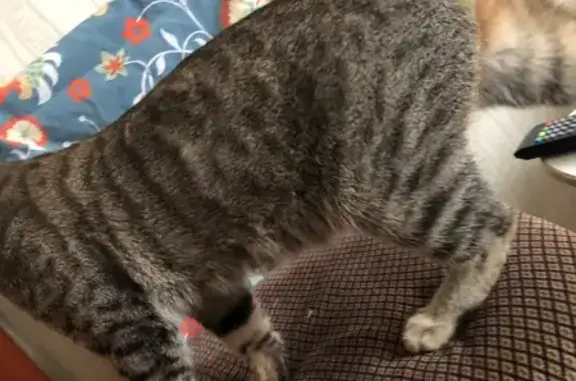 Найден кот: Измайловский пер., Самара