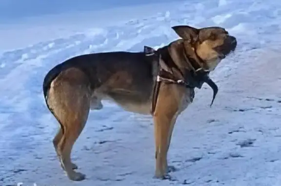 Найдена собака: Волочаевская ул., 20 к2 с4