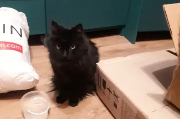 Чёрная кошка найдена: Орджоникидзе, 18к4