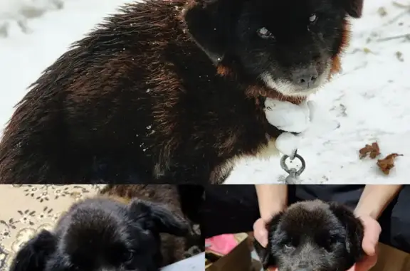 Найдена собака, Тосненское, 10 лет