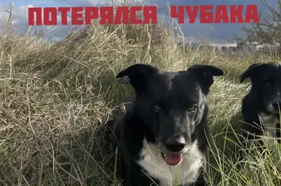 Пропала собака ул.Еляна, Ростов