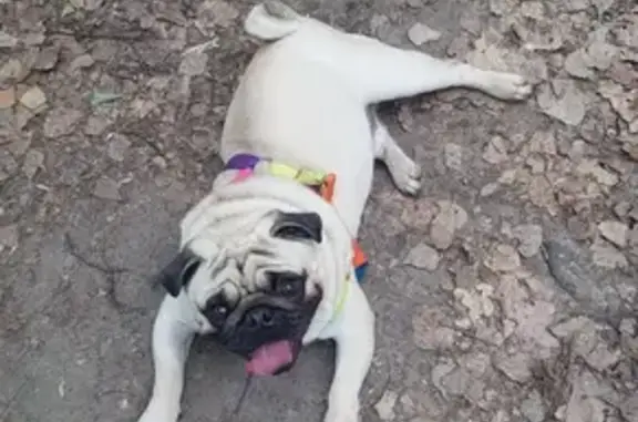 Собаки потеряшки, Удмуртская Республика, фото: Потеряшка собака: ул. Победы, 13, Воткинск