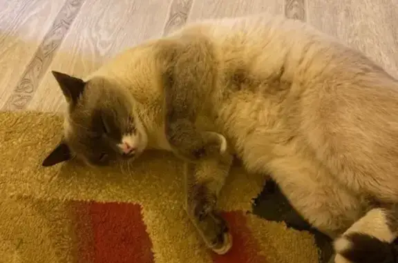 Найден сиамский котик, Касли