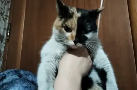Найдена кошка в 32К-2, Новокузнецк