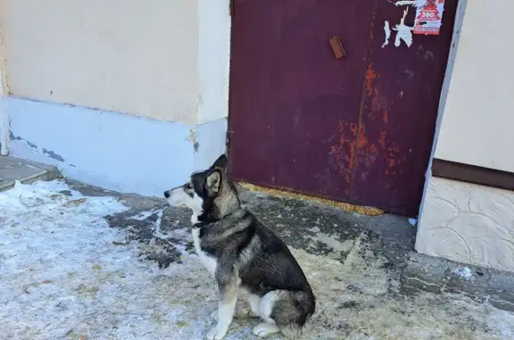 Найдена собака ул. Гагарина, 10
