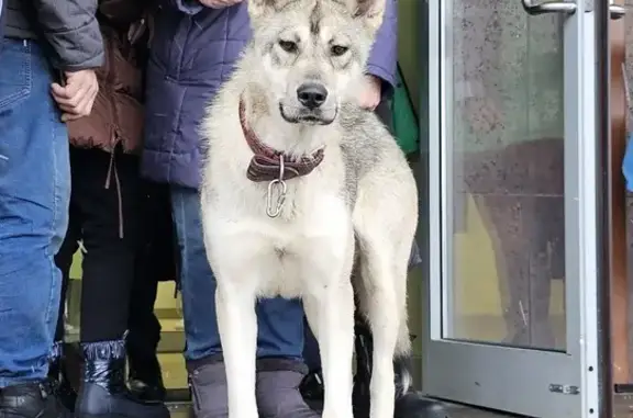 Собака найдена в Чехове, ищем хозяина