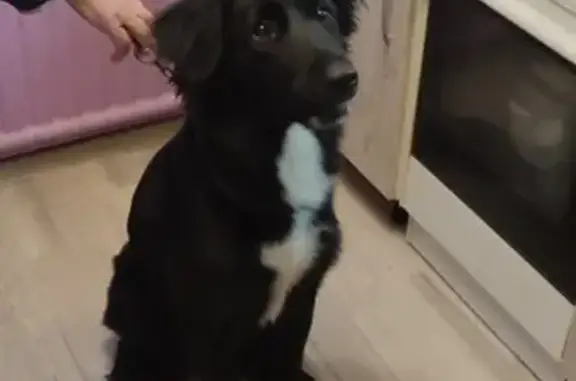 Найдена собака, Санкт-Петербург, фото: Найдена собака: шоссе Революции, 31