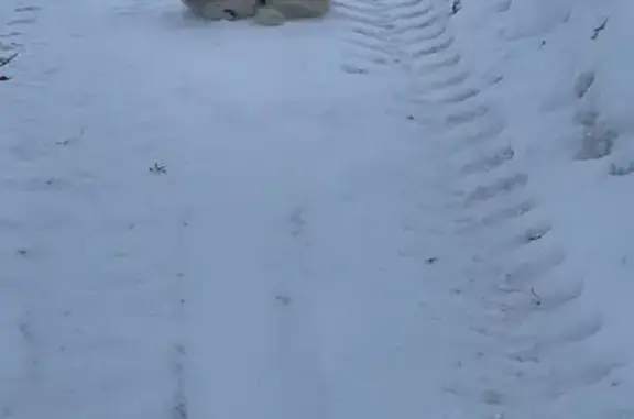 Найдена собака в Назаровском